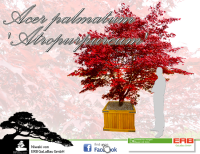 ERB GaLaBau GmbH- acer palmatum atropurpureum.png